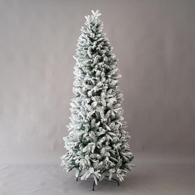 SNOWY JERSEY FIR, 240cm 600-30079