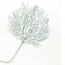 BRANCH CORAL MINT, 65cm 600-40941