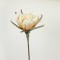 FLOWER/BRANCH, FOAM,LIGHT BROWN, 90cm 758-12042