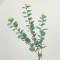 BRANCH, EUCALYPTUS, GREEN, 82cm 758-12047