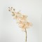 FLOWER, ORCHID, GOLD- IVORY-PINK, 75cm 758-12109