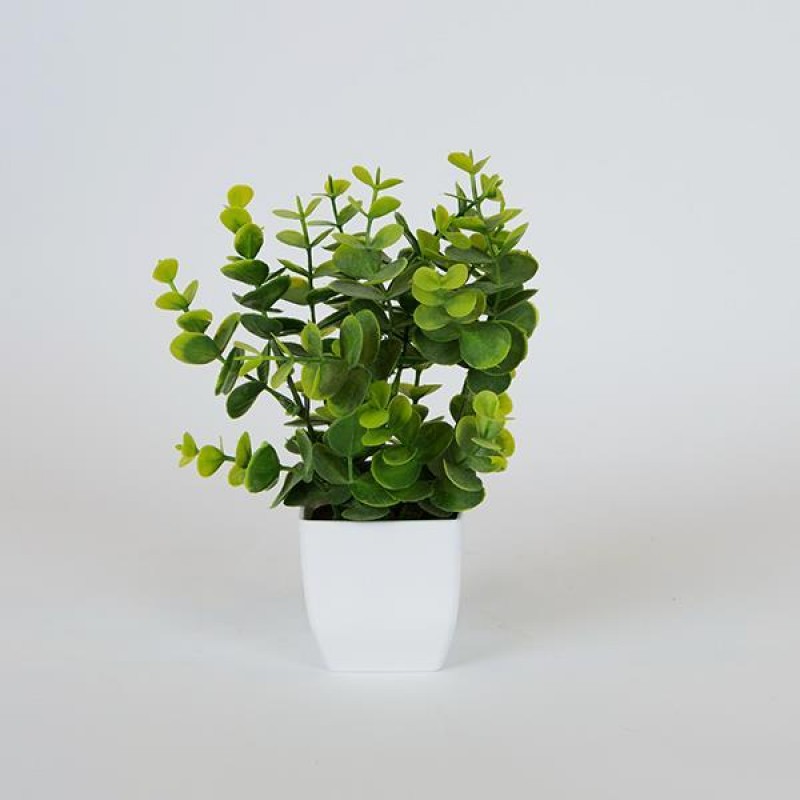 EUCALYPTUS IN A PLASTIC POT, WHITE, 22cm 758-14015