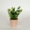 PLANT IN A POT, GREEN-LIGHT PINK 17cm 758-14019