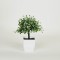 PLANT IN A POT, PLASTIC, WHITE,18cm 758-14024