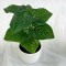 PLANT IN A POT, PLASTIC, WHITE, 20cm 758-14026