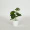 PLANT 20cm, IN A POT, PLASTIC, WHITE 758-14027
