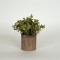 PLANT IN A POT, PLASTIC,BROWN, 16.5cm 758-14028