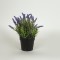 LAVENDER IN A PLASTIC POT, BLACK, 22CM 758-14036