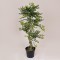 BONSAI MAIDENHAIR TREE, PLASTIC, 120cm, 758-14039