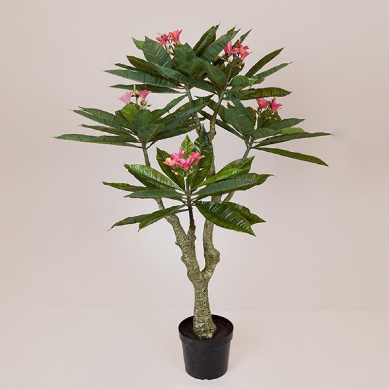 PLUMERIA TREE, PINK FLOWERS, IN A 23CM POT, PLASTIC, BROWN, 152cm 758-14042