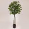 MAPLE IVY TREE,  IN A POT,  PLASTIC, BLACK, 167cm 758-14044