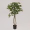 MAPLE IVY TREE,  IN A POT,  PLASTIC, BLACK, 137cm 758-14045