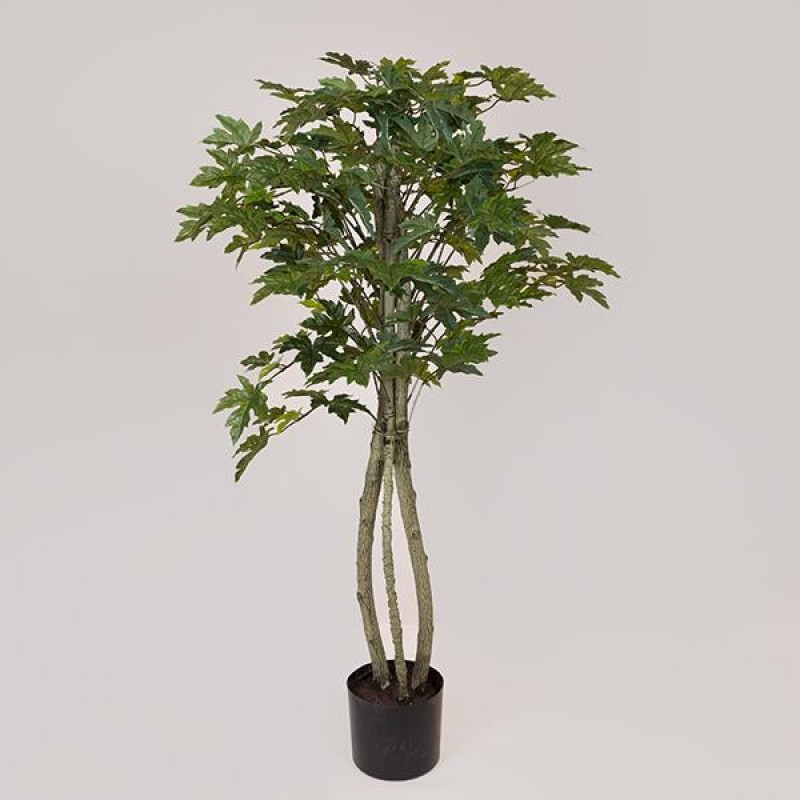 MAPLE IVY TREE,  IN A POT,  PLASTIC, BLACK, 137cm 758-14045