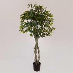 SUKI FICUS TREE, GREEN LEAVES, IN A POT,  PLASTIC, BLACK, 167cm 758-14047