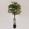 SUKI FICUS TREE, GREEN LEAVES, IN A POT,  PLASTIC, BLACK, 167cm 758-14047