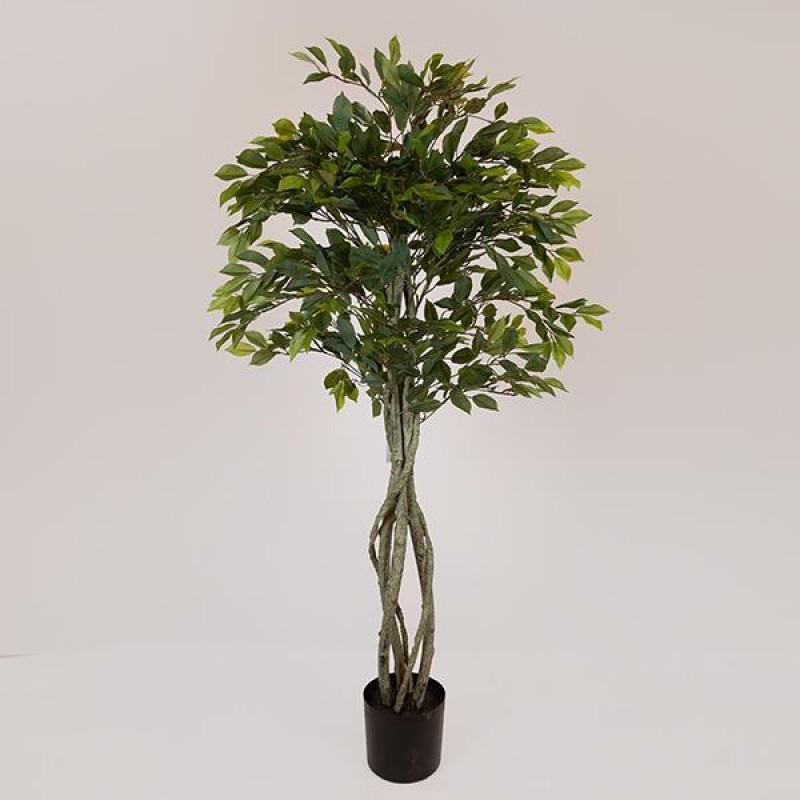 SUKI FICUS TREE, GREEN LEAVES, IN A POT,  PLASTIC, BLACK, 167cm 758-14047