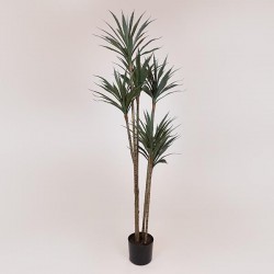 YUCA PLANT, IN A POT,  PLASTIC, BLACK, 150cm 758-14049