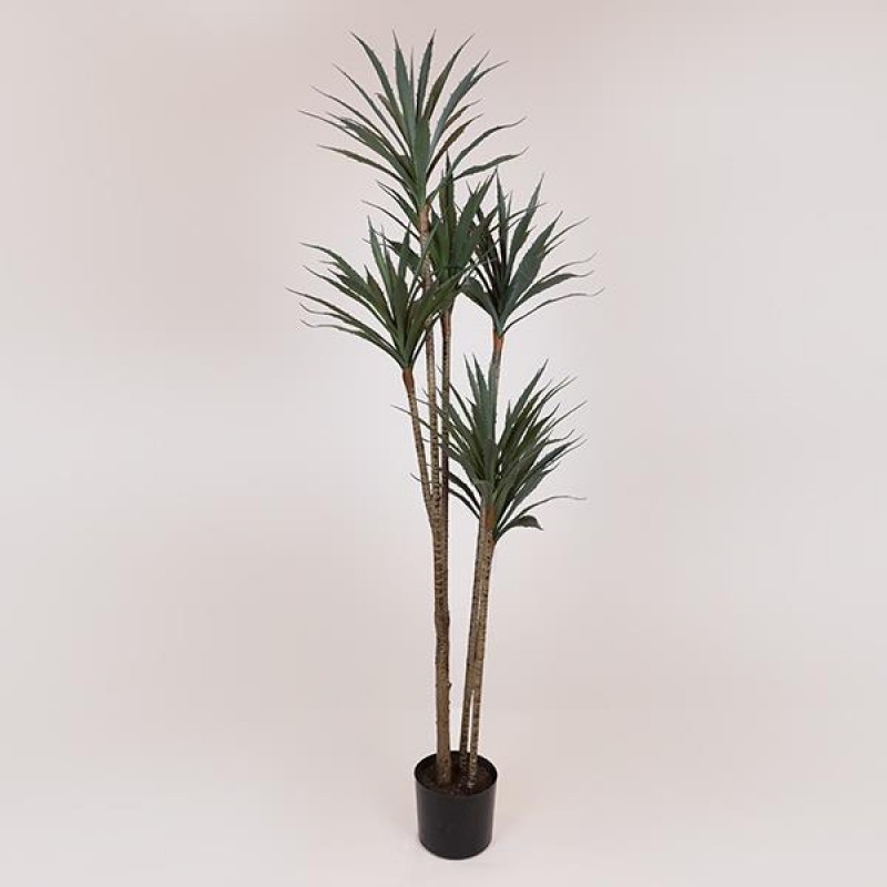YUCA PLANT, IN A POT,  PLASTIC, BLACK, 150cm 758-14049