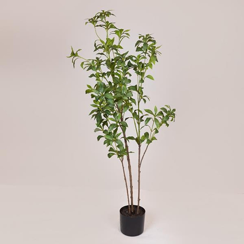 PIERIS TREE,  IN A POT, PLASTIC, BLACK, 130cm 758-14050