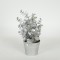 PLANT  IN  A  POT, EUCALYPTUS, GOLD, 20cm 758-14061