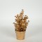 PLANT  IN  A  POT, EUCALYPTUS, SILVER, 20cm 758-14062